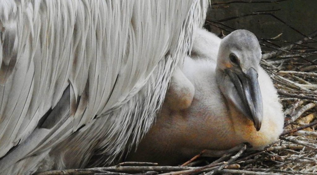 Гости Московского зоопарка увидели птенца кудрявого пеликана