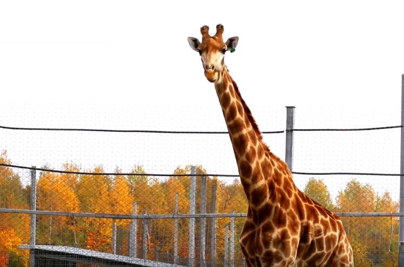 Сотрудники Московского зоопарка вывели жирафа в открытый вольер. Фото: скриншот с видео Московского зоопарка