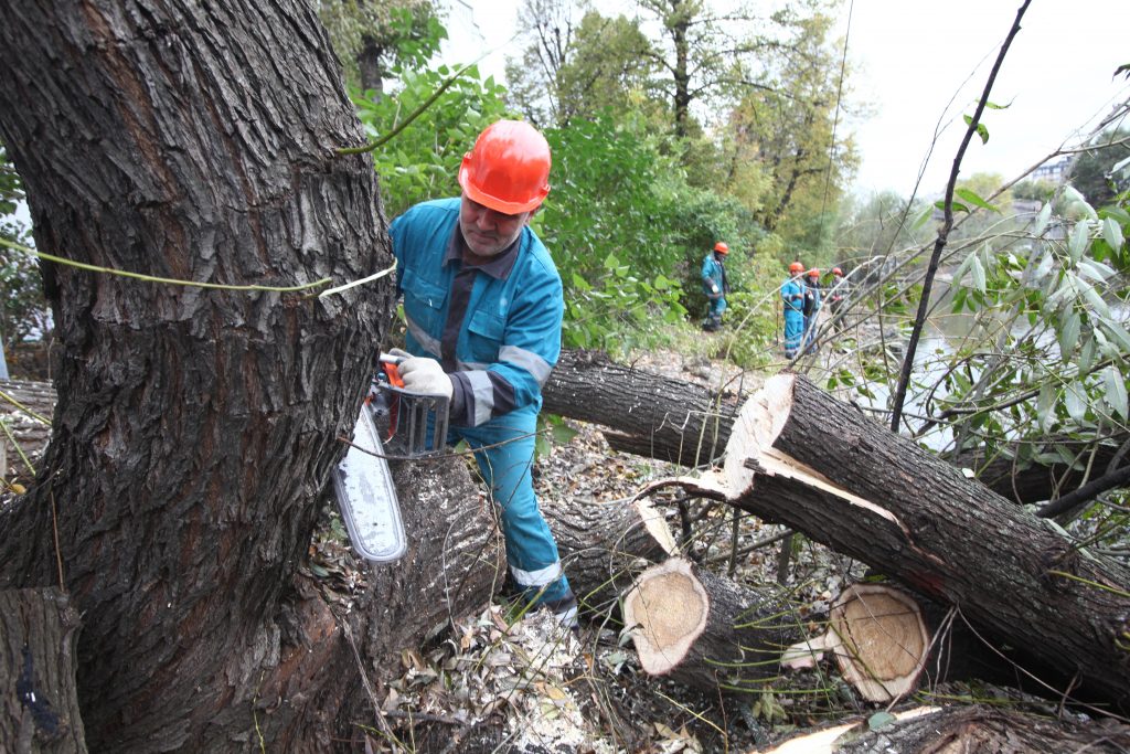 Более тысячи поваленных деревьев убрали с линий электропередачи в Новой Москве