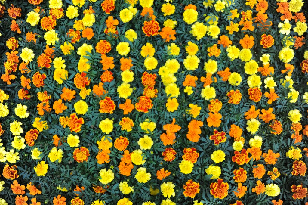 Площадку «Цветочного джема» смогут посетить гости в Шишкином Лесу. Фото: архив