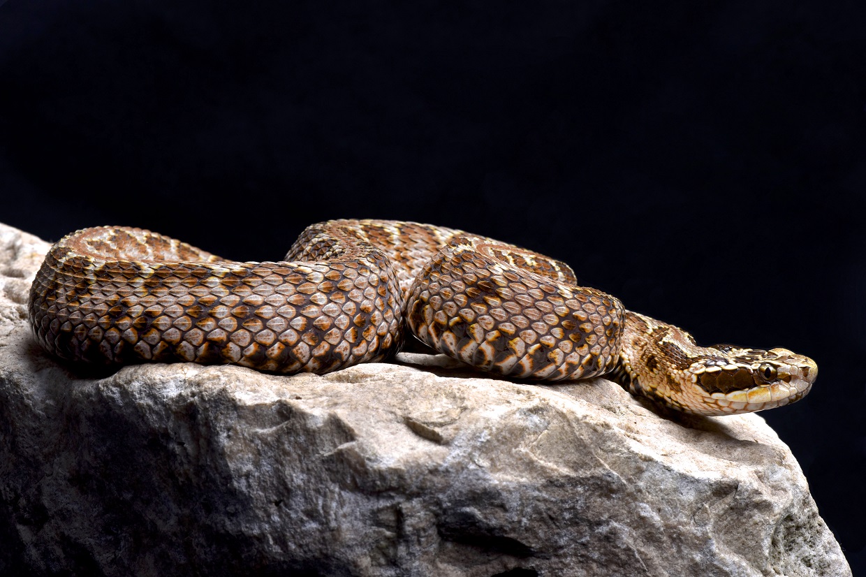 Змеи не так страшны, как считают горожане. Фото: Shutterstock