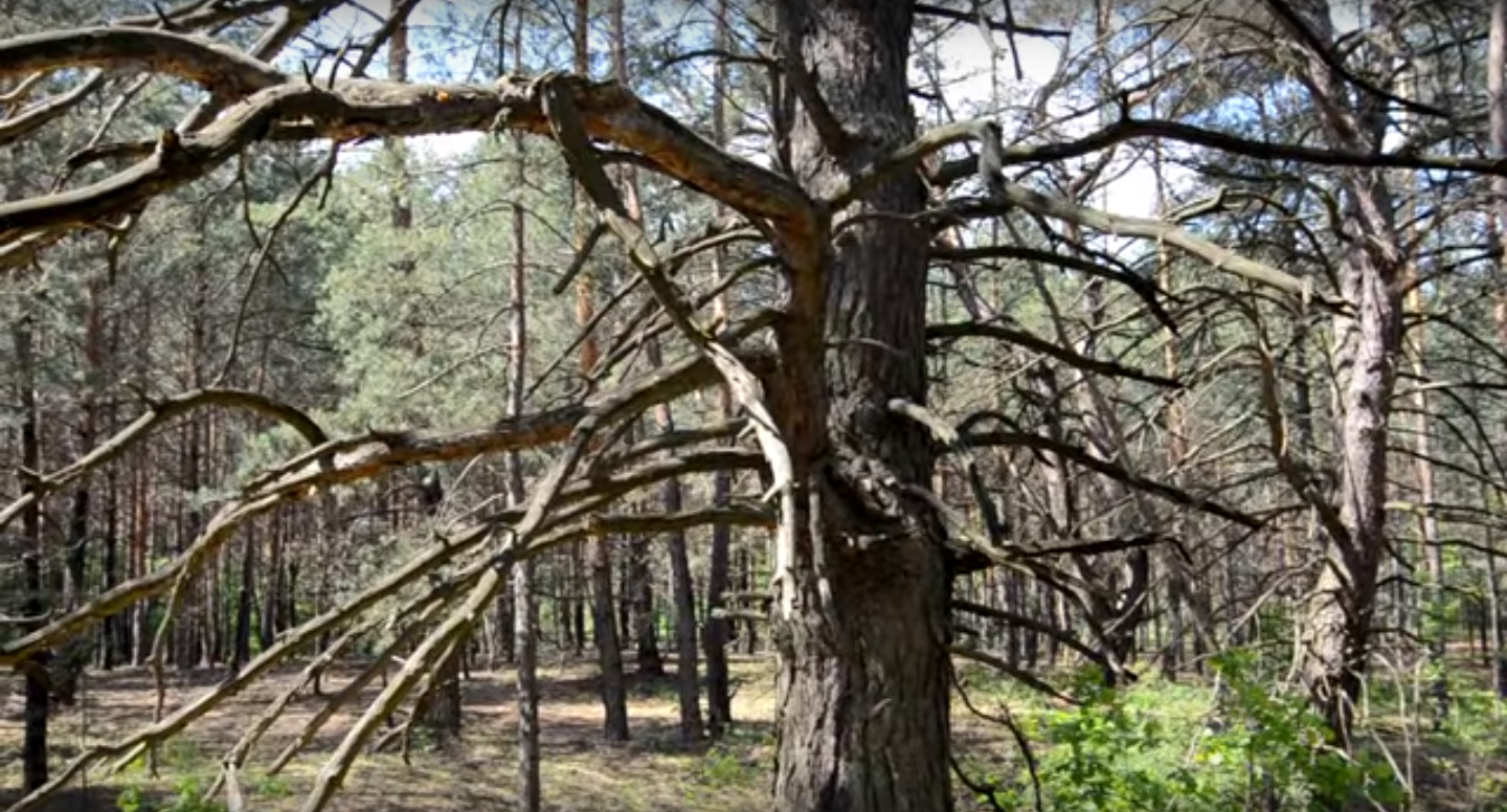 Ученые обнаружили самое старое дерево Европы. Фото: скриншот «Старая сосна», alex ohrimenko, YouTube