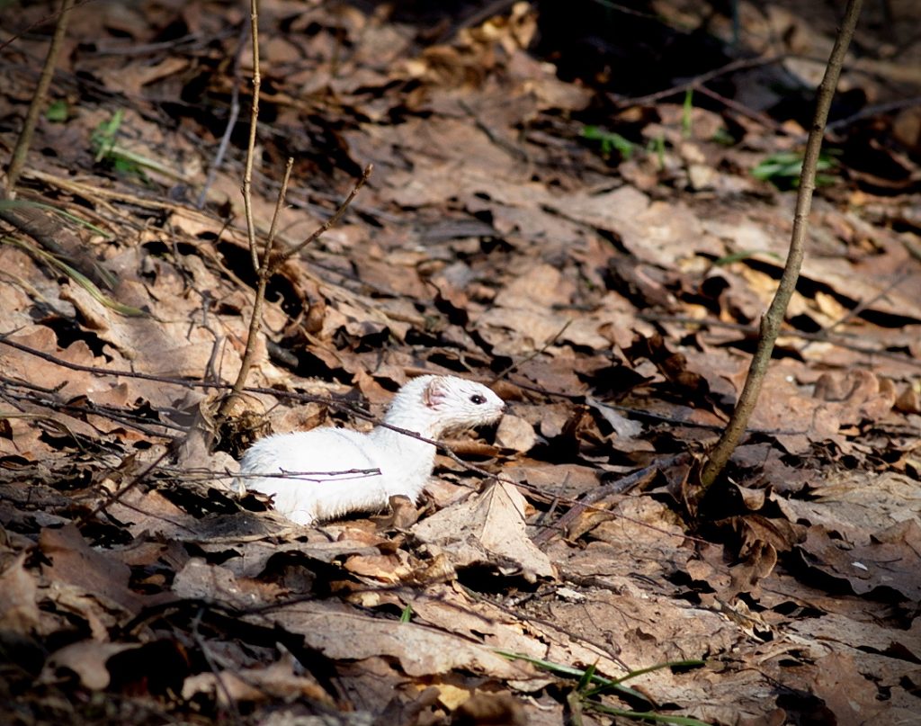 7 апреля 2018 года. Ульяновский лесопарк. Охота ласки на мышь успехом не увенчалась. Фото: Алексей Захаринский