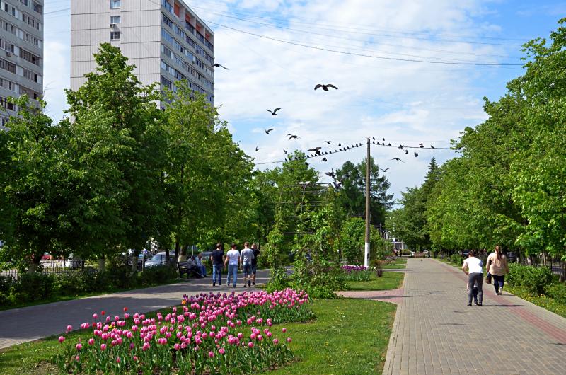 Более десяти видов цветов высадили в поселении Марушкинское