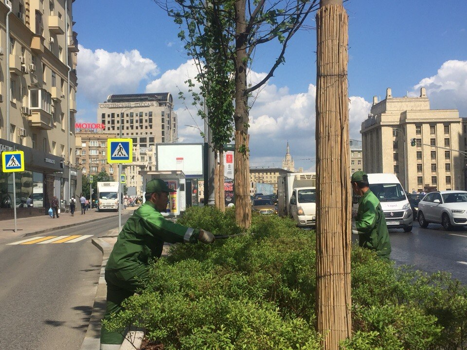 Растения в центре столицы привели в порядок. Фото: Мария Иванова
