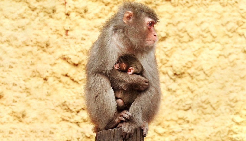Самые хладостойкие в мире приматы отличаются трепетным отношением к потомству. Фото: mos.ru