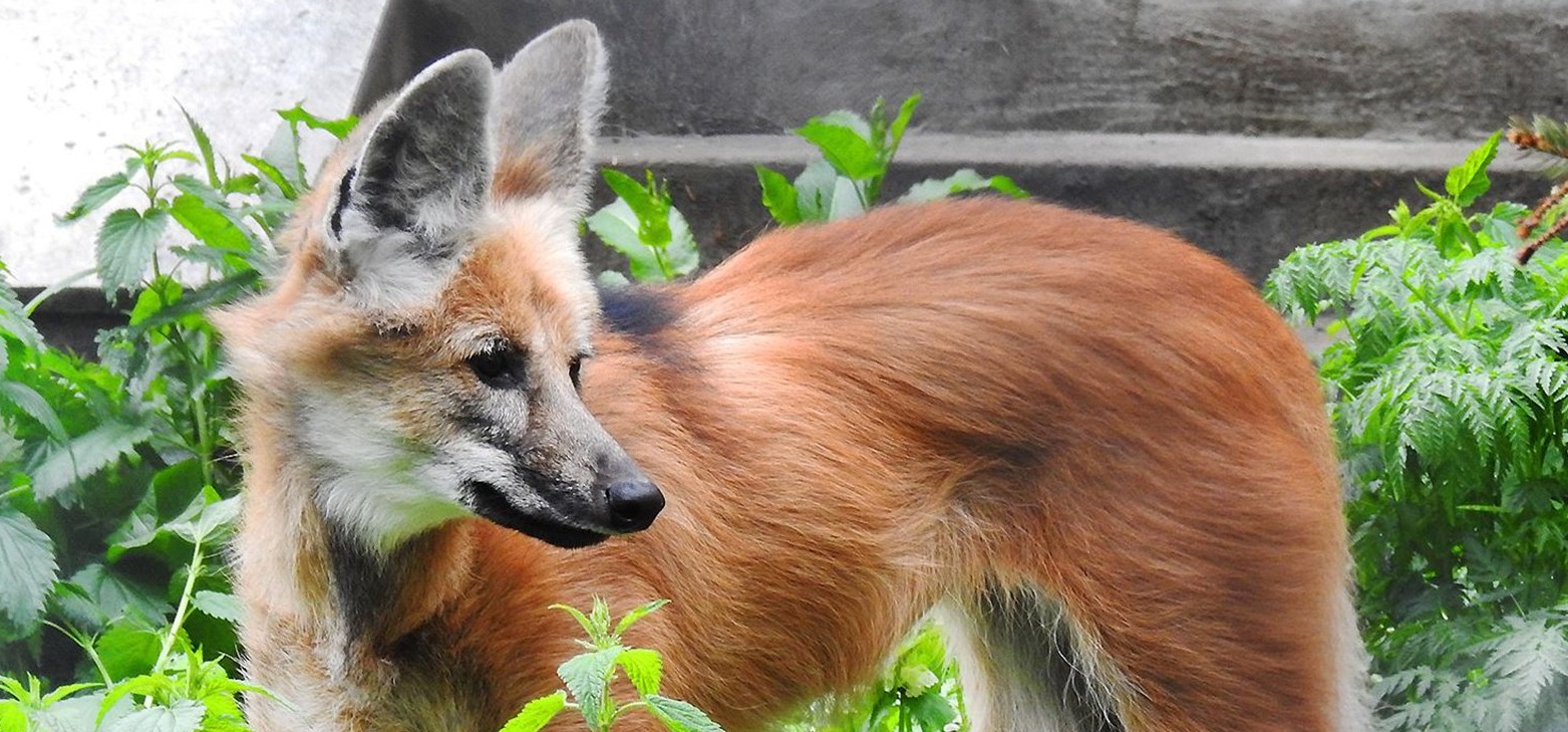 Коллекция столичного зоопарка пополнится фоссами из Мадагаскара