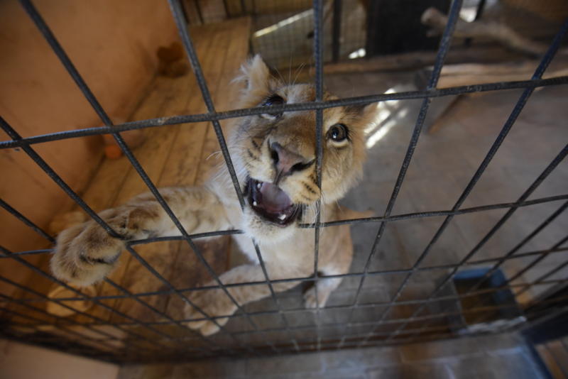 Льва Лемика из Бирюлева передадут Абаканскому зоопарку