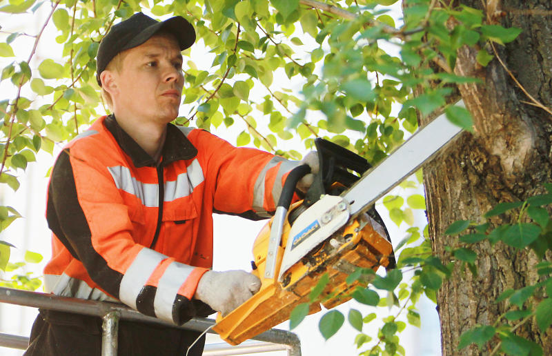Специалисты провели обрезку деревьев в Рязановском. Фото: архив, «Вечерняя Москва»