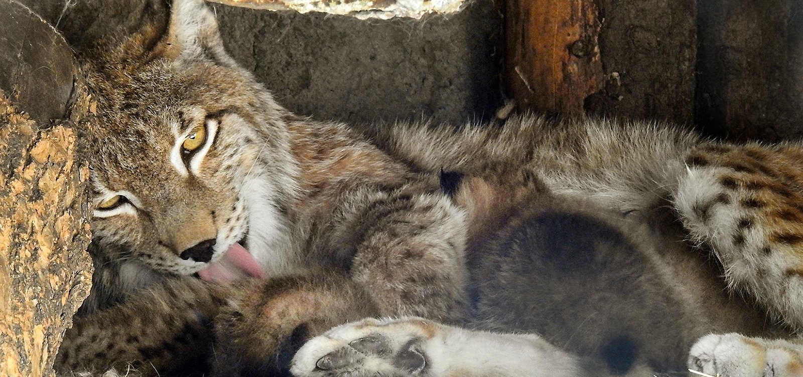 Посетители Московского зоопарка могут увидеть новорожденных рысят