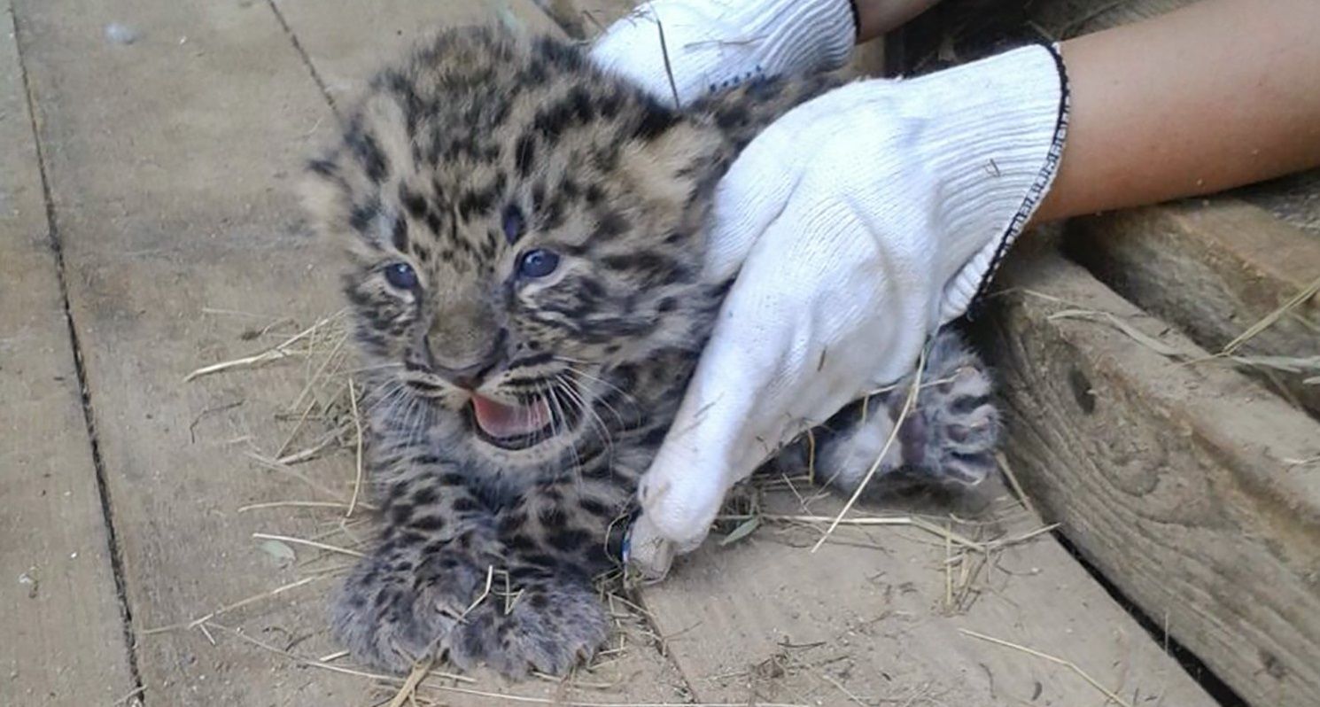 Котята дальневосточного леопарда родились в Московском зоопарке