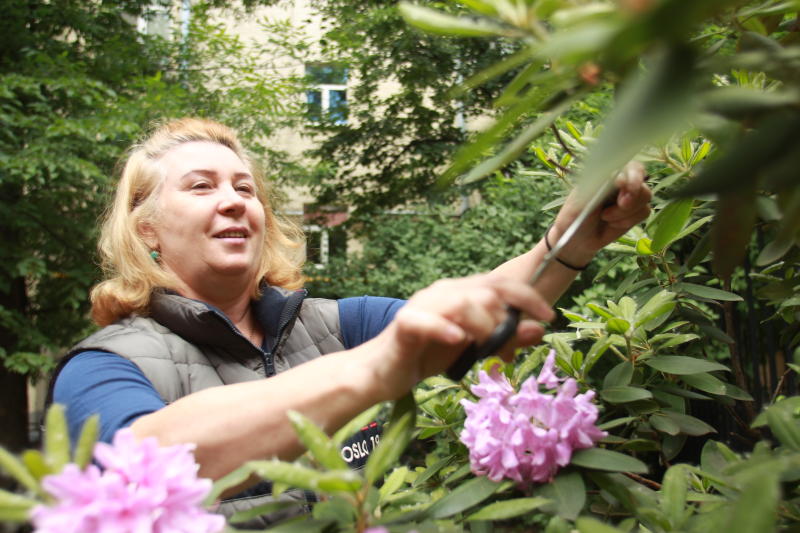 Несколько живых изгородей установили в Киевском