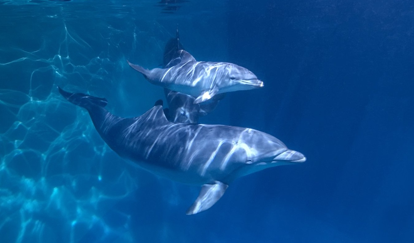 Москвичи выберут имя для новорожденного дельфиненка