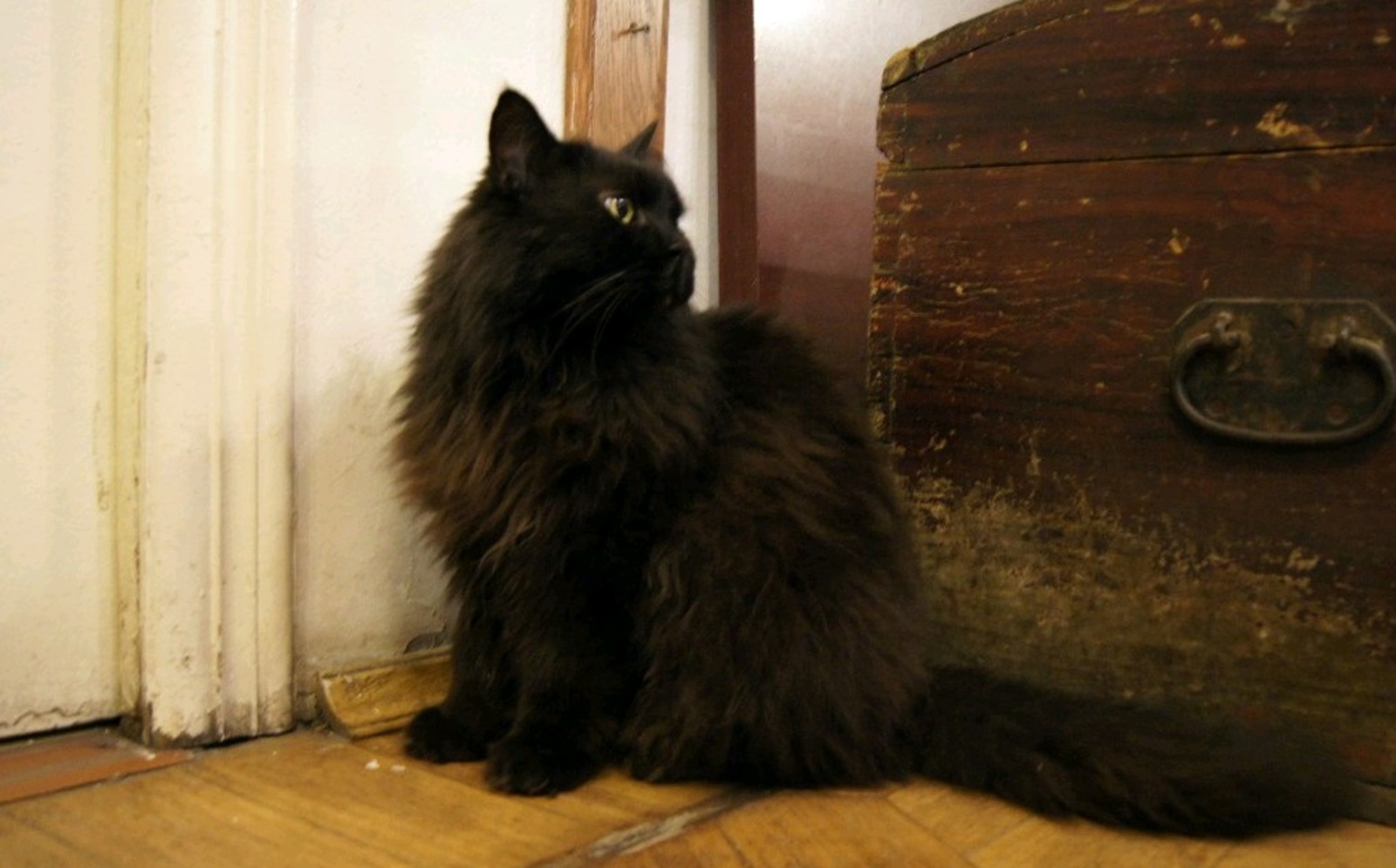 Музей-театр «Булгаковский дом» разыскивает украденного кота Бегемота