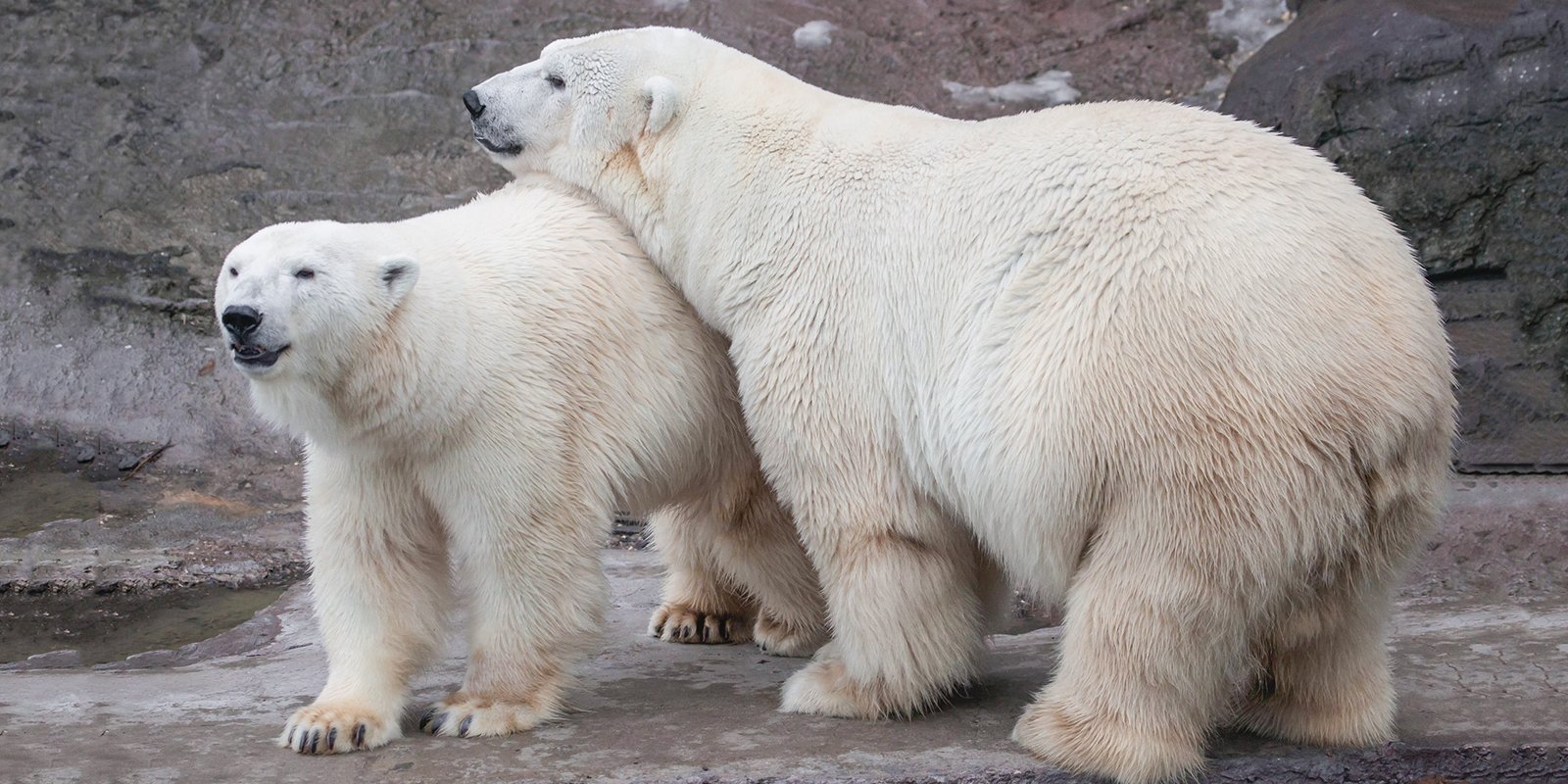 Московский зоопарк сократит время работы к зиме