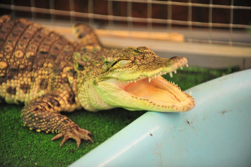 Крокодила изъяли из контактного зоопарка Москвы