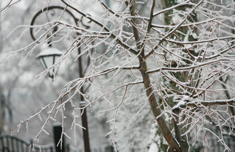 Скоро деревья наденут снежный наряд. Фото: Наталия Нечаева