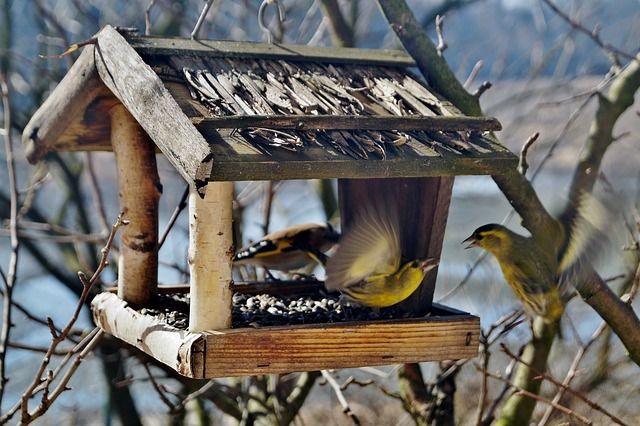 В кормовых зонах будут размещаться кормушки для разных видов птиц. Фото: pixabay.com
