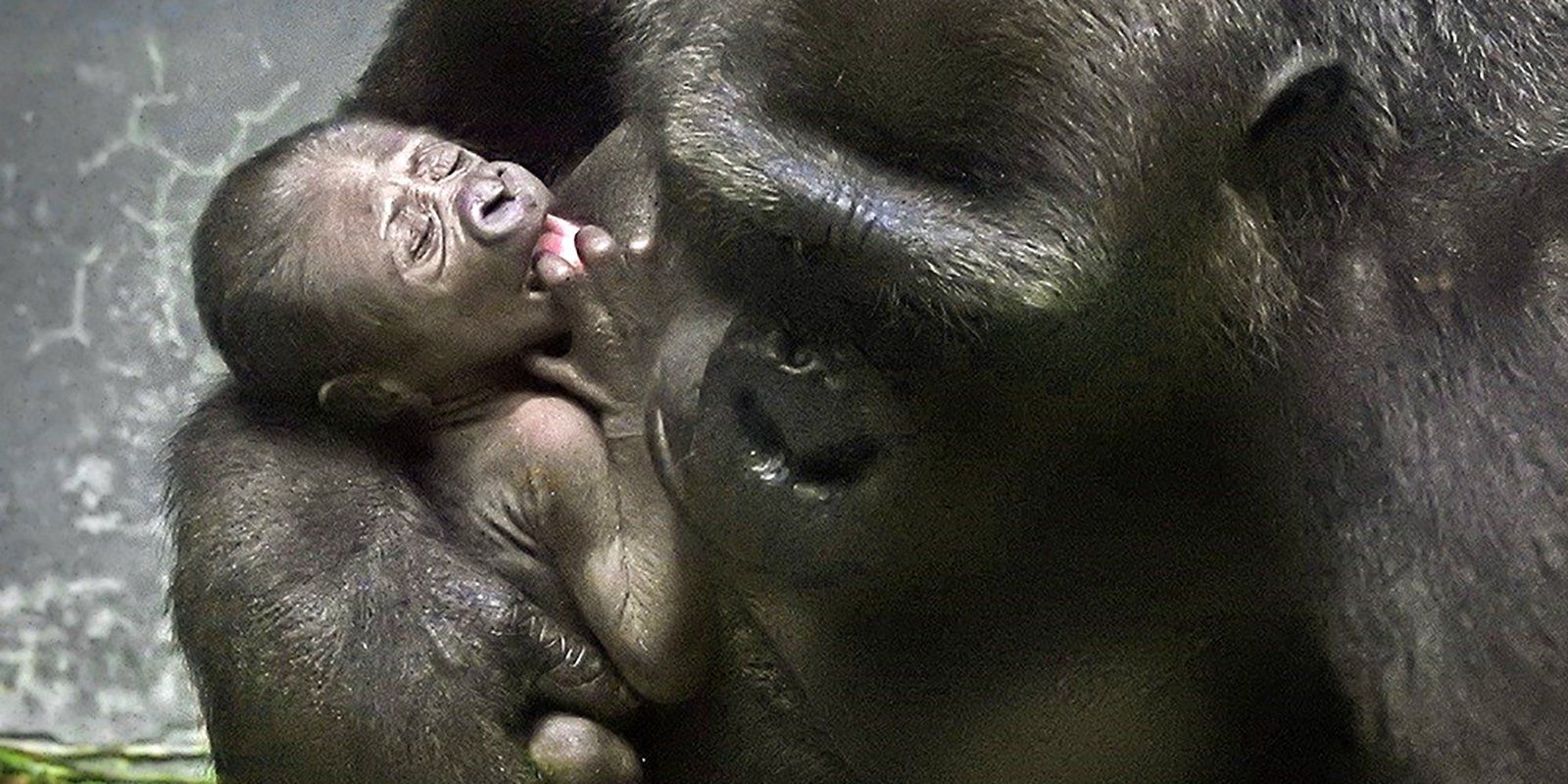 Гости Московского зоопарка увидят новорожденную равнинную гориллу