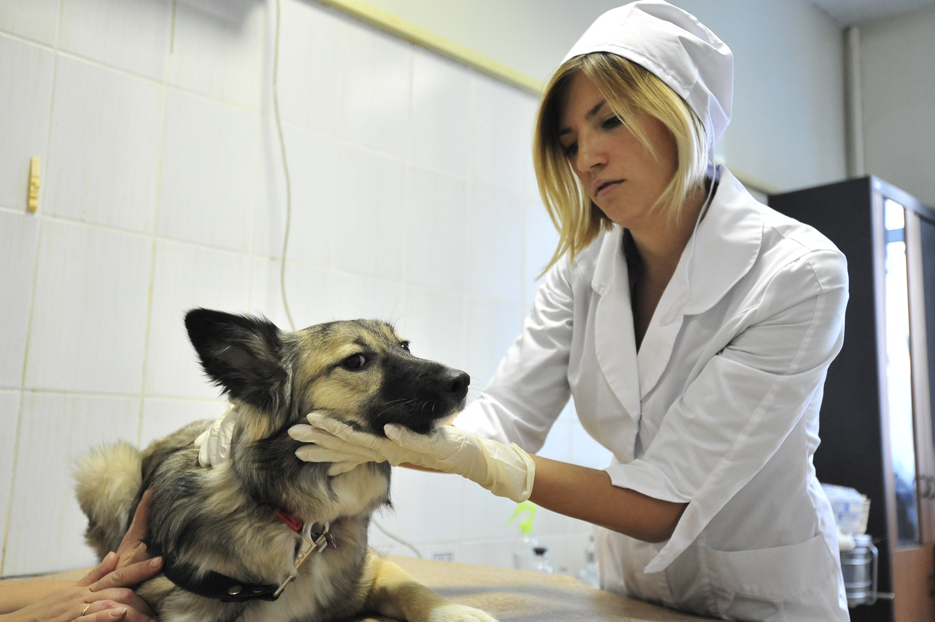 Москвичи получили возможность онлайн-записи питомца к ветеринару