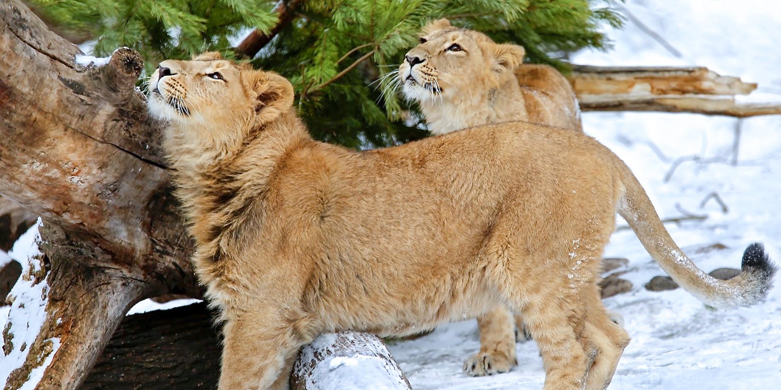 Московский зоопарк объявил 40-процентные скидки перед Новым годом