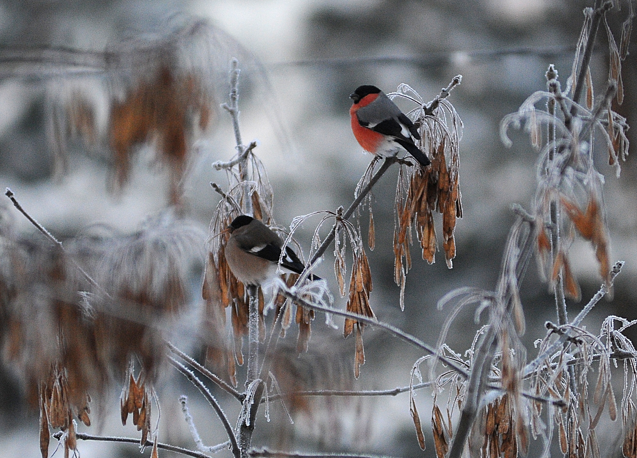 Если птичка валяется: москвичи помогут нетрезвым снегирям
