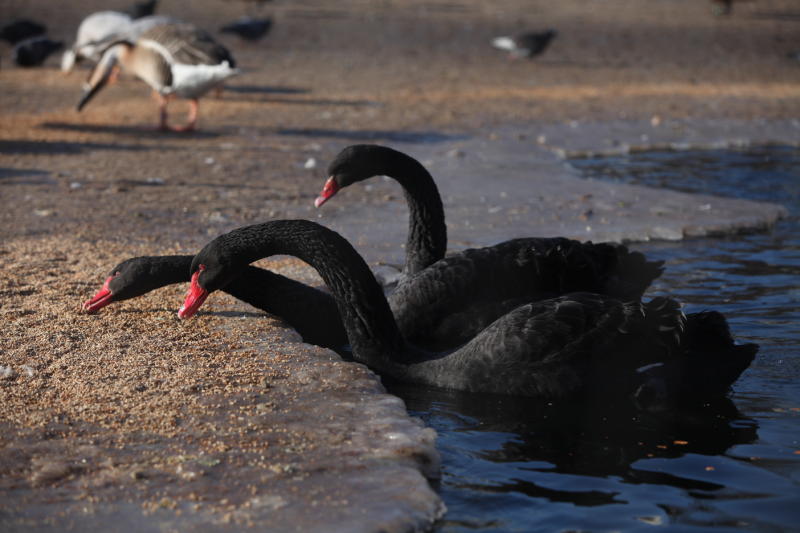 Жителей Москвы призвали подкармливать птиц на прудах