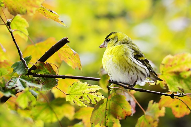 Поставщик обязан предоставить птиц в течение 30 дней. Фото: pixabay.com