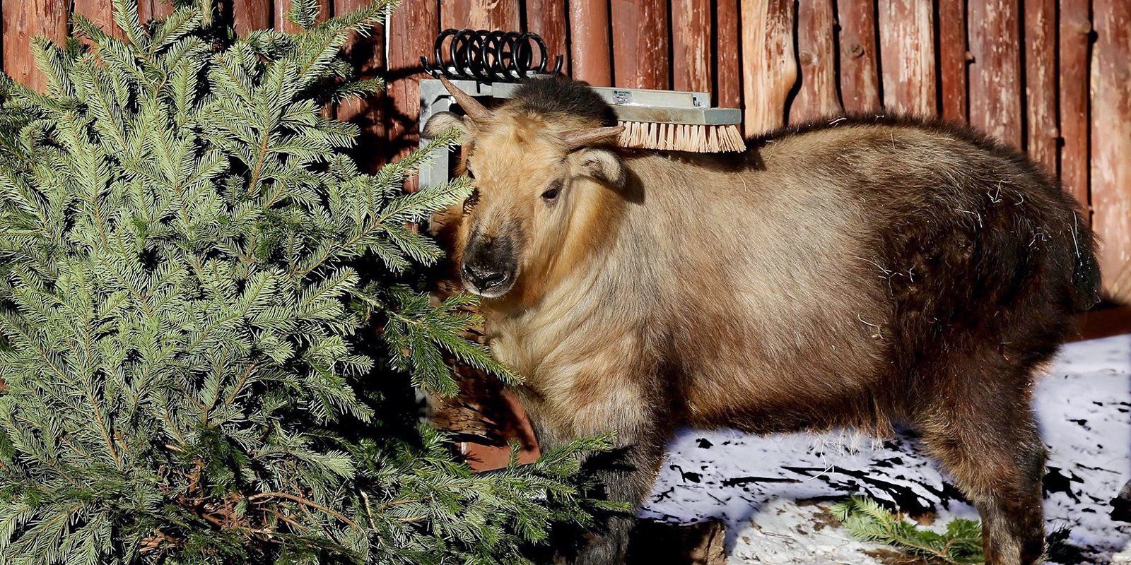 Новогодние базары отправили елки на корм в Московский зоопарк