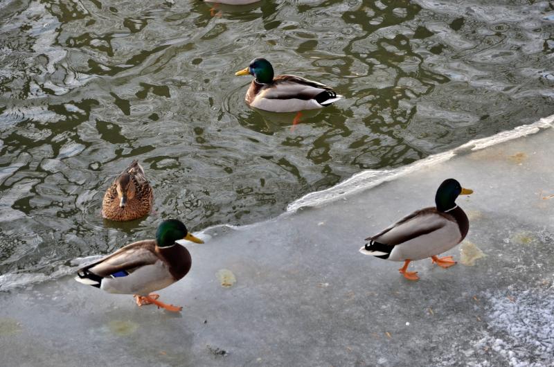 Оставшихся в Москве на зимовку водоплавающих птиц подсчитают. Фото: архив