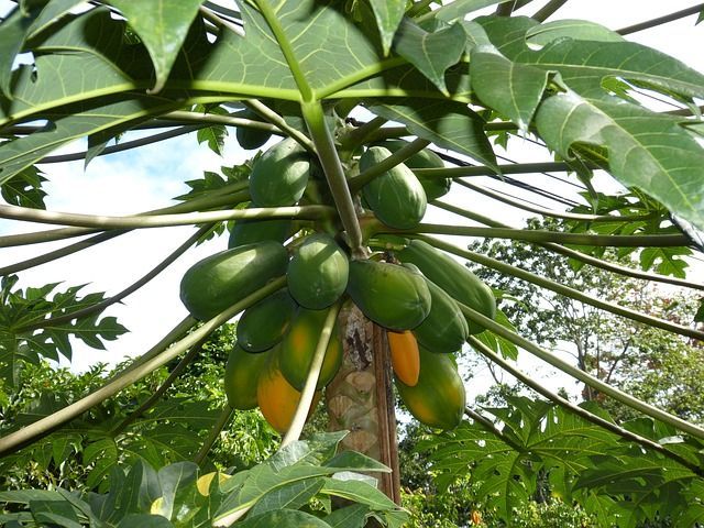 В «Аптекарском огороде» созрел урожай папайи