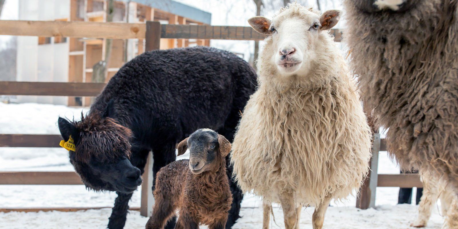 Москвичи выберут имя для новорожденной овечки с Выставки достижений народного хозяйства