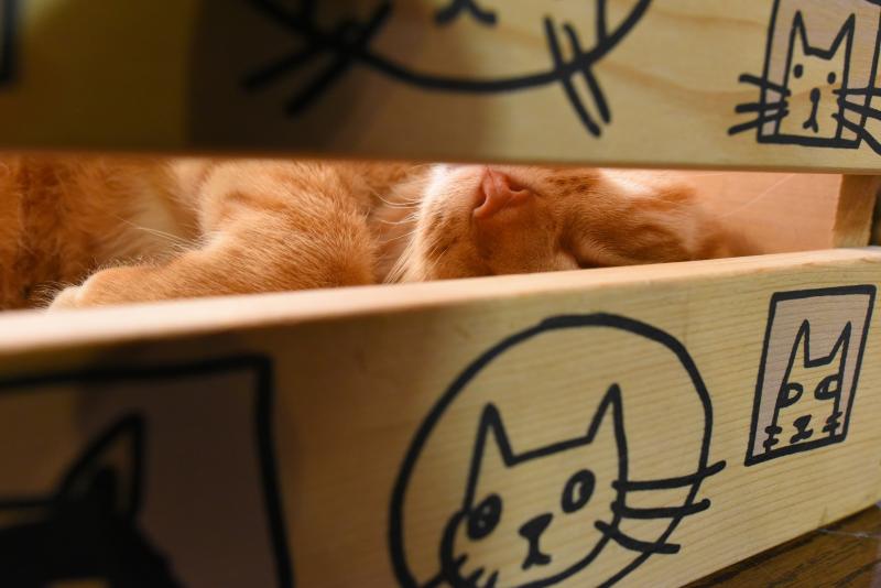 Зоозащитники хотят создать отдельный приют для кошек. Фото: Александр Кожохин