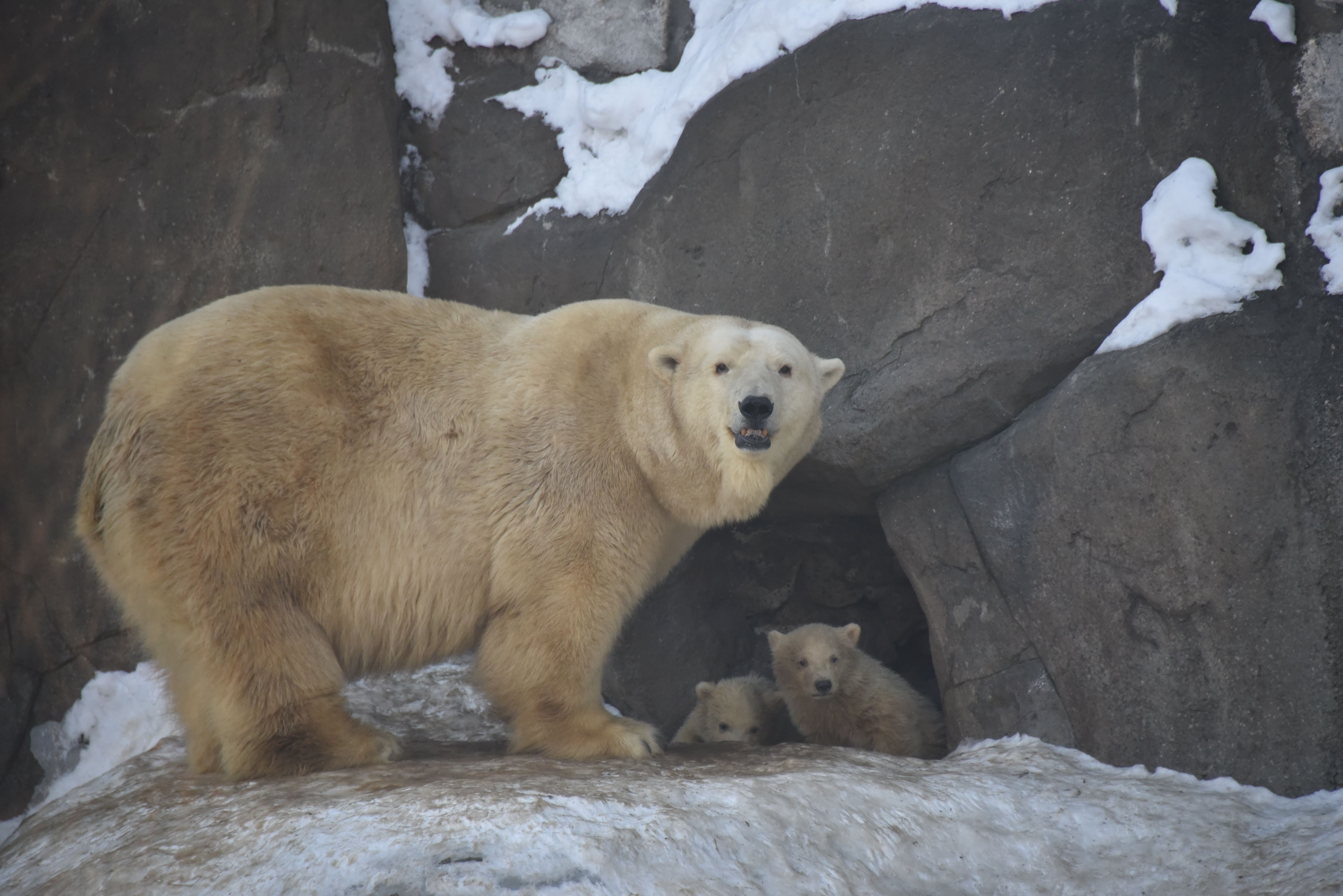 Московский зоопарк пообещал бесплатный вход в День полярного медведя