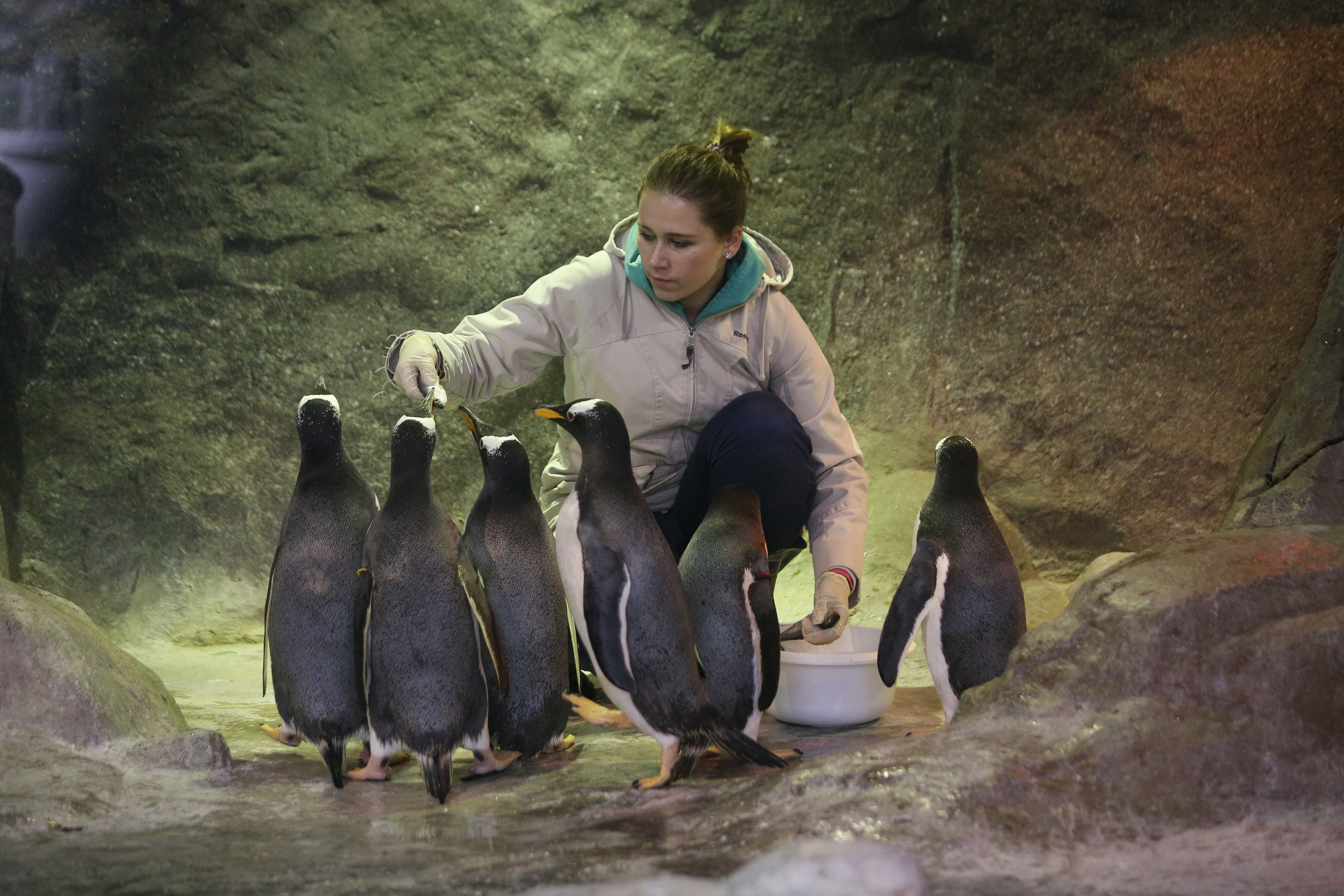 Первыми птенцами Московского зоопарка в 2019 году оказались пингвинята