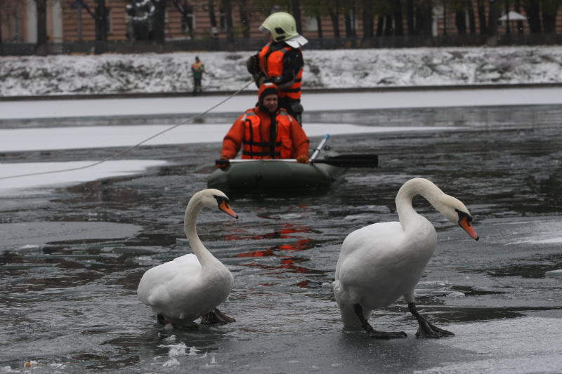 Лебеди не пострадали. Фото: Максим Григорьев, «Вечерняя Москва»