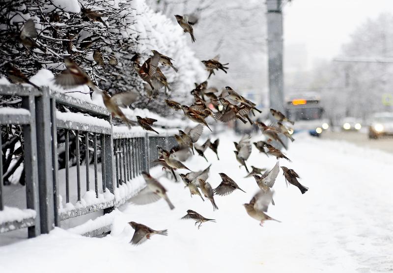 Горожане могут помочь птицам пережить зиму. Фото: Пелагия Замятина