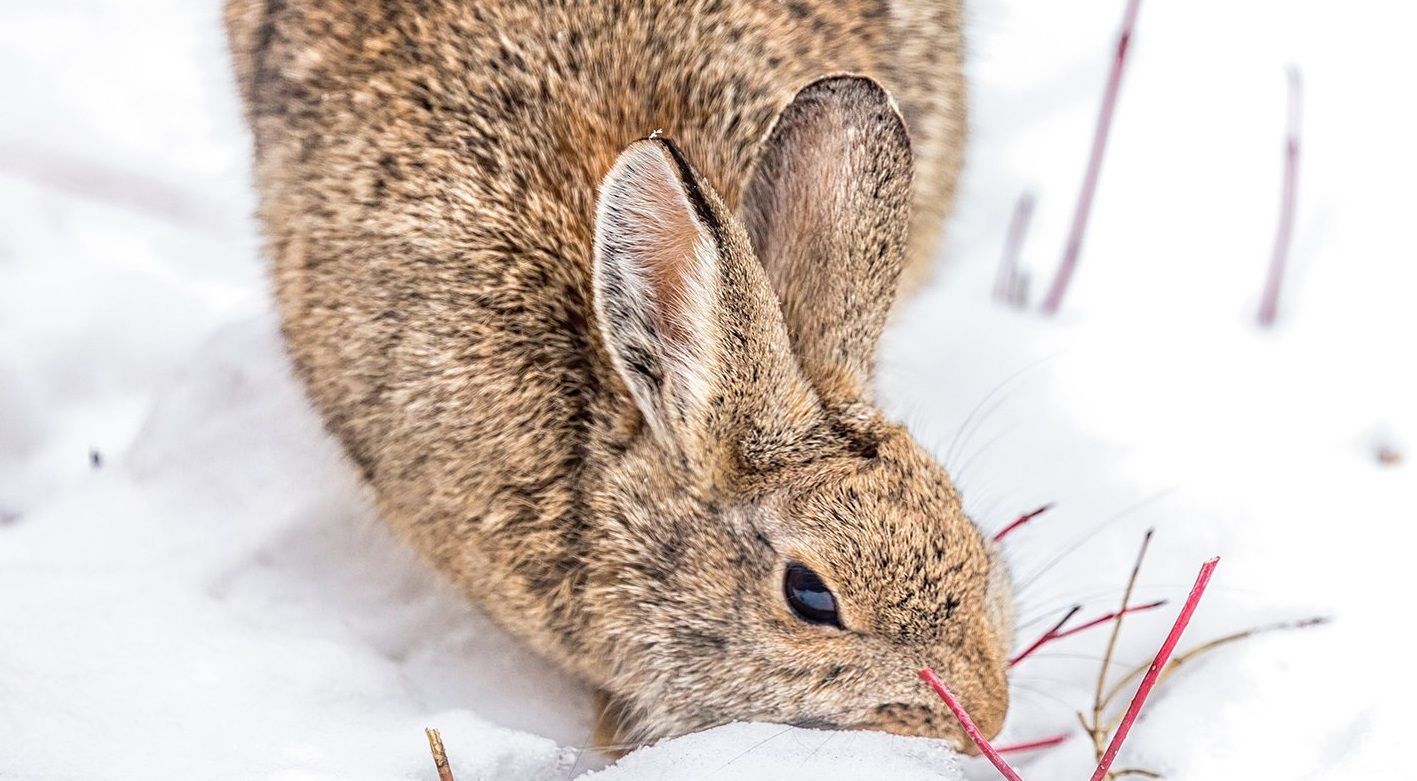 Московские зайцы вышли из леса в поисках тепла