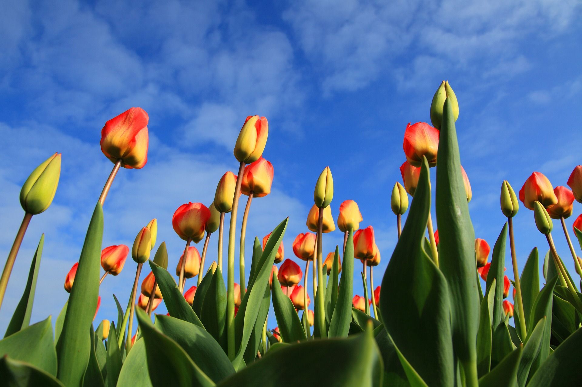 Москвичам пообещали бесплатные тюльпаны ко Дню всех влюбленных