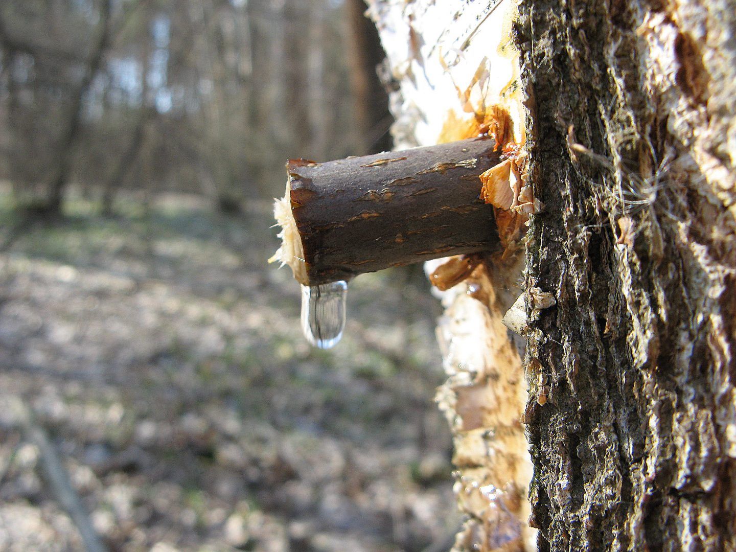 Главное, добывать сок со всеми предосторожностями, чтобы и дереву не навредить. Фото: shutterstock