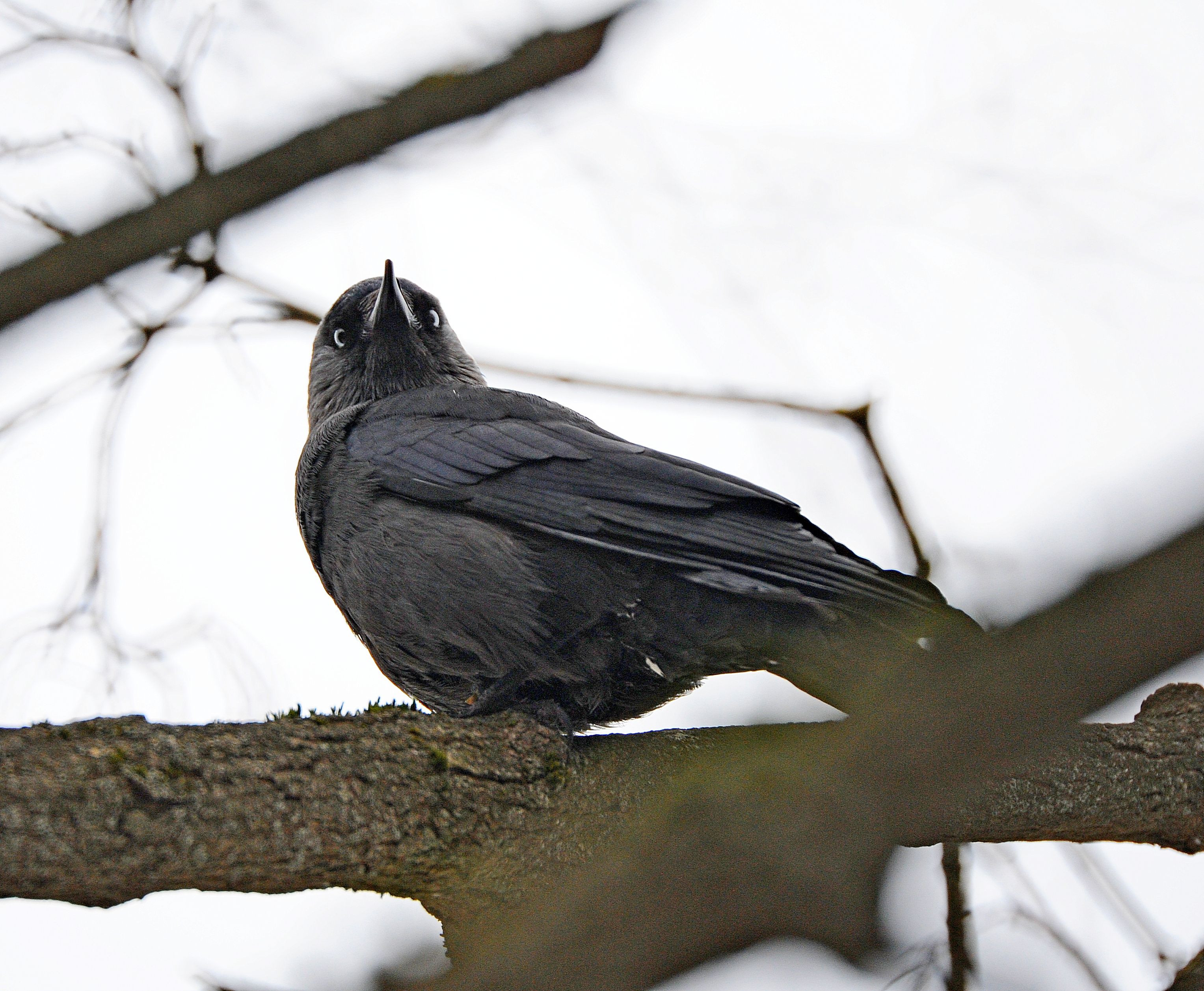 Птицы начали обустраивать гнезда. Фото: Александр Кожохин