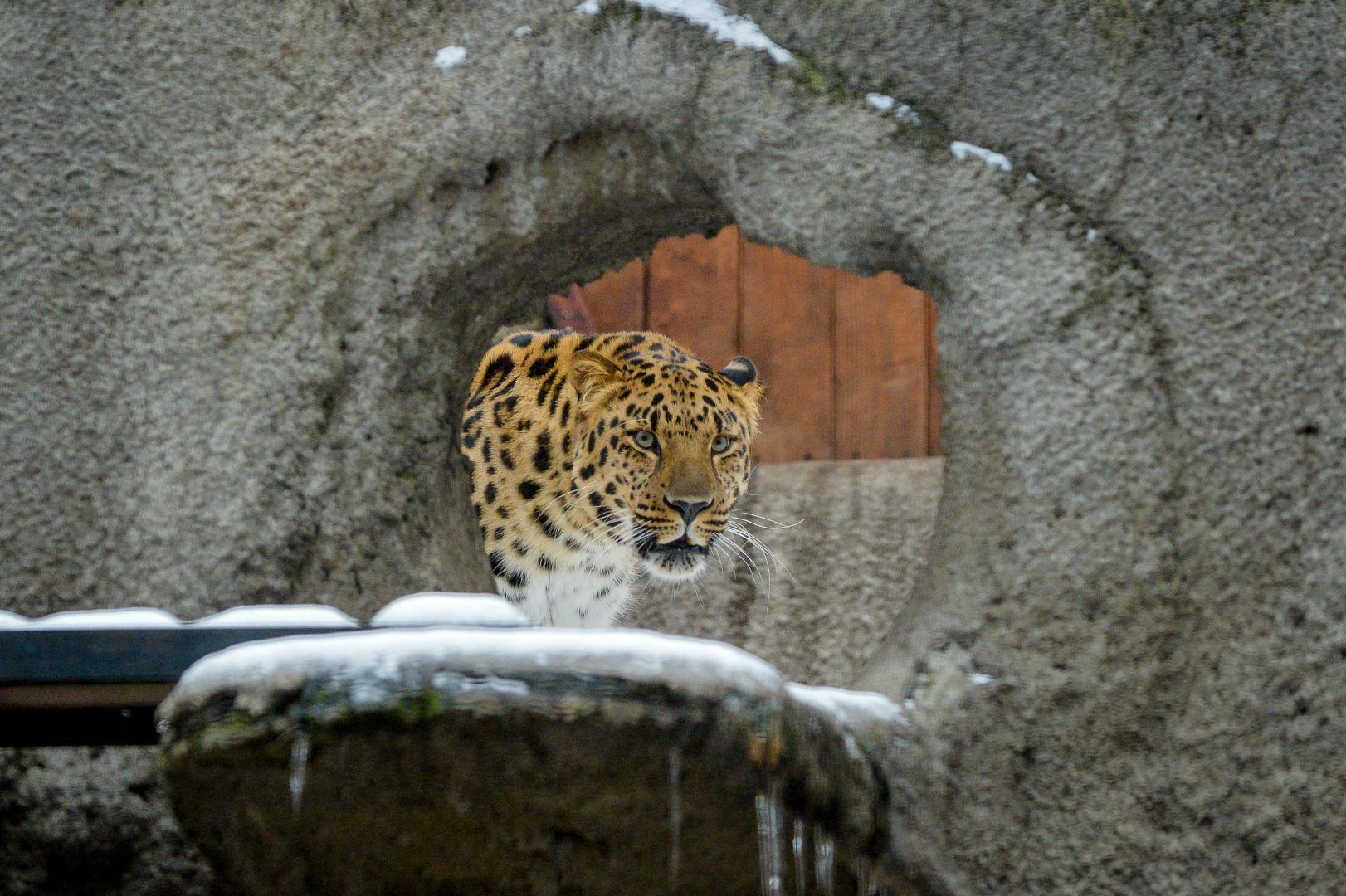 Понаблюдать за леопардом лучше всего после заката солнца. Фото: Александр Казаков