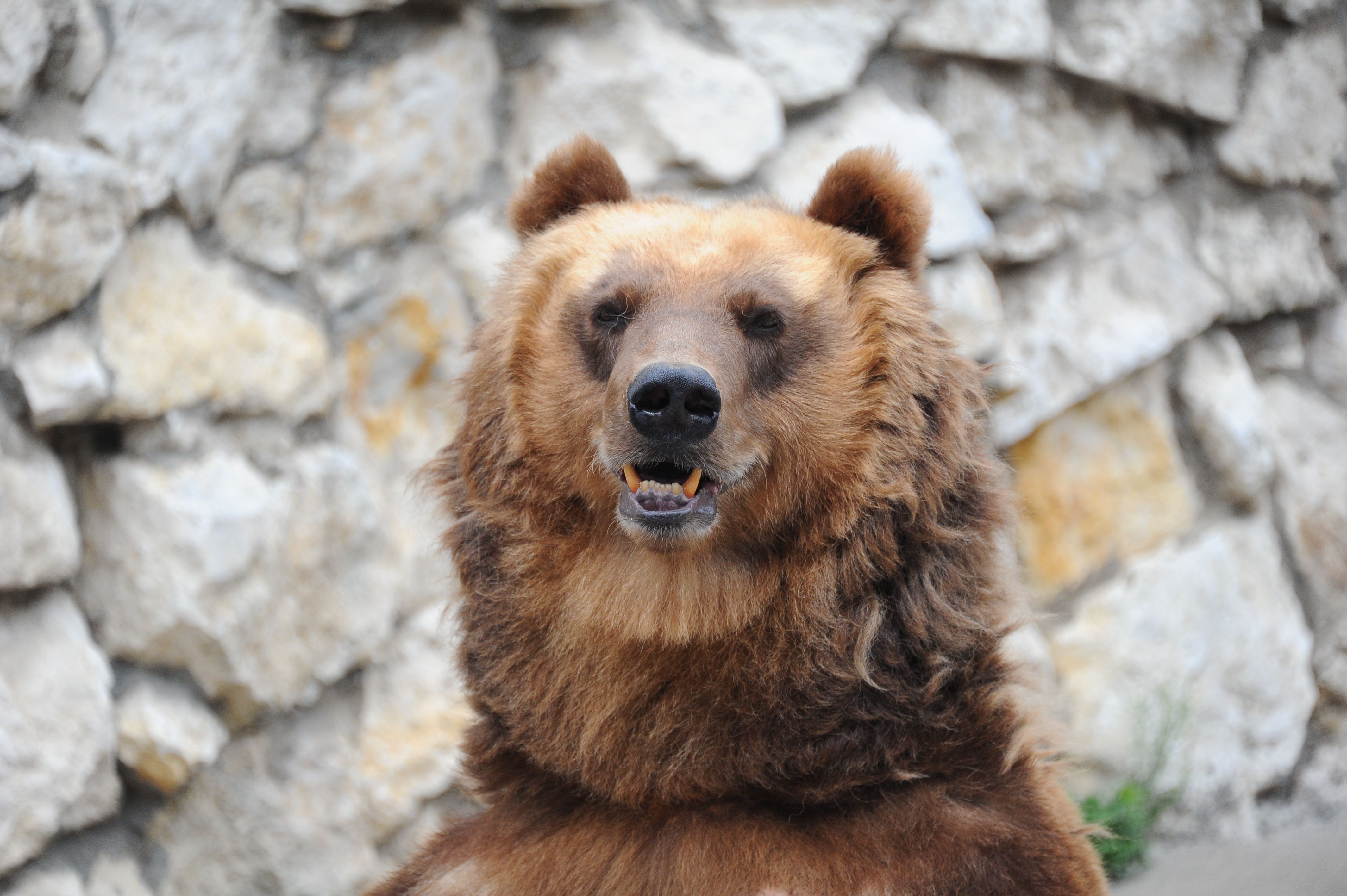 Медведи Московского зоопарка покинули зимние берлоги