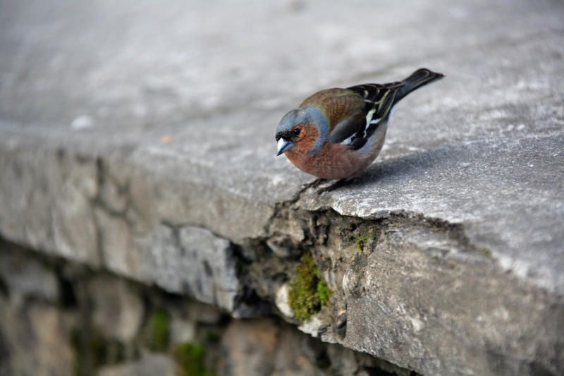 Аппликации на фасаде зданий помогут спасти птиц. Фото: Владимир Смоляков, «Вечерняя Москва»