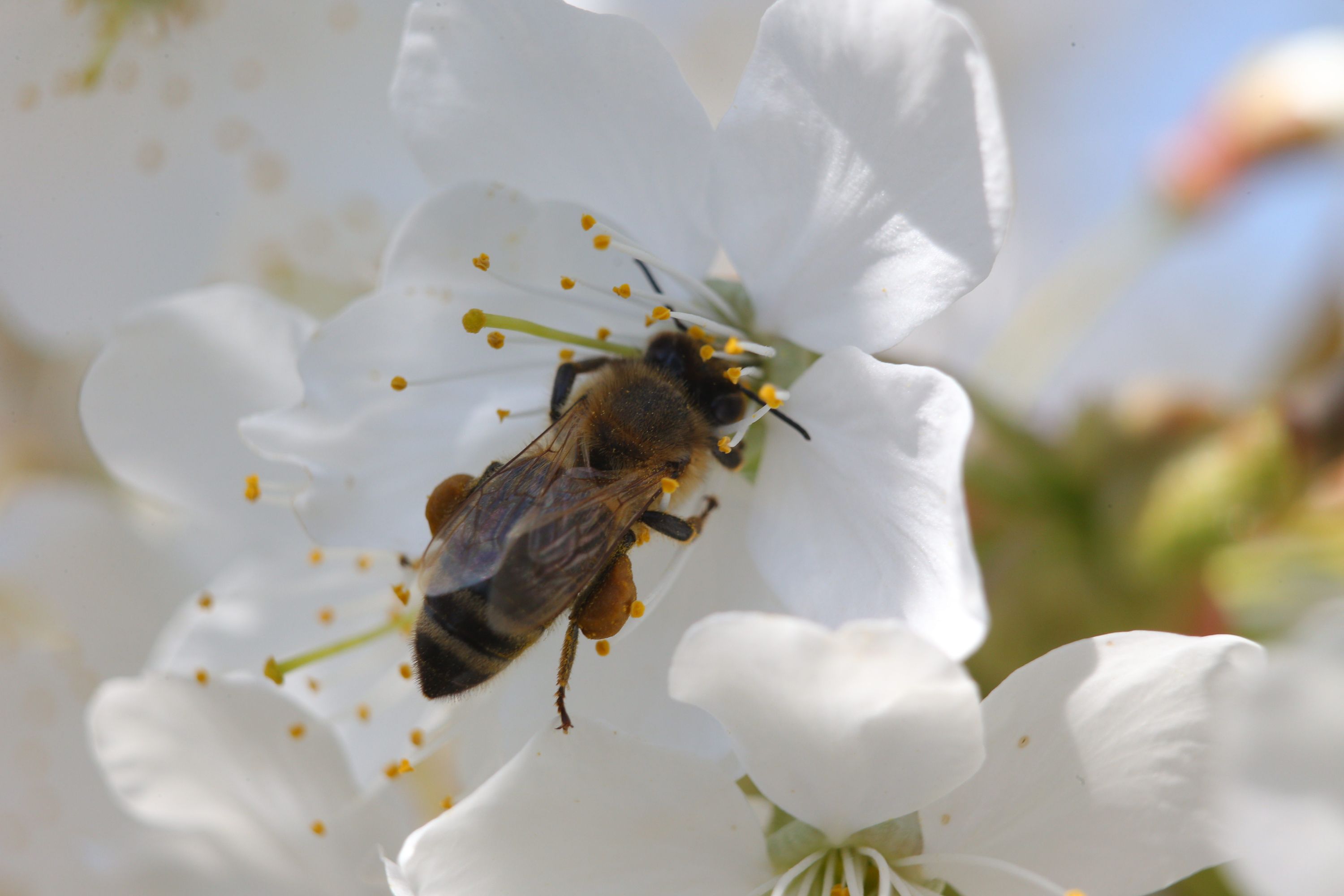 Стоп-кадр: когда яблони цветут, пчелам не до отдыха