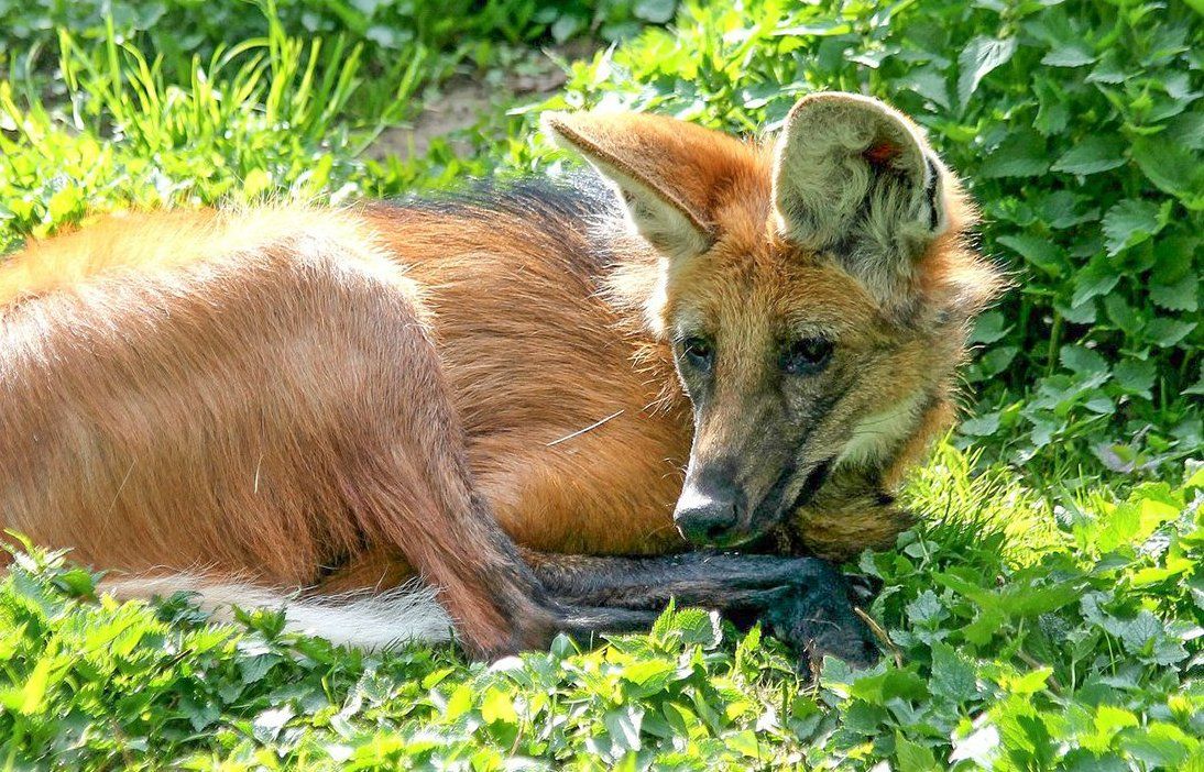Московский зоопарк показал гривистого волка Фалькао