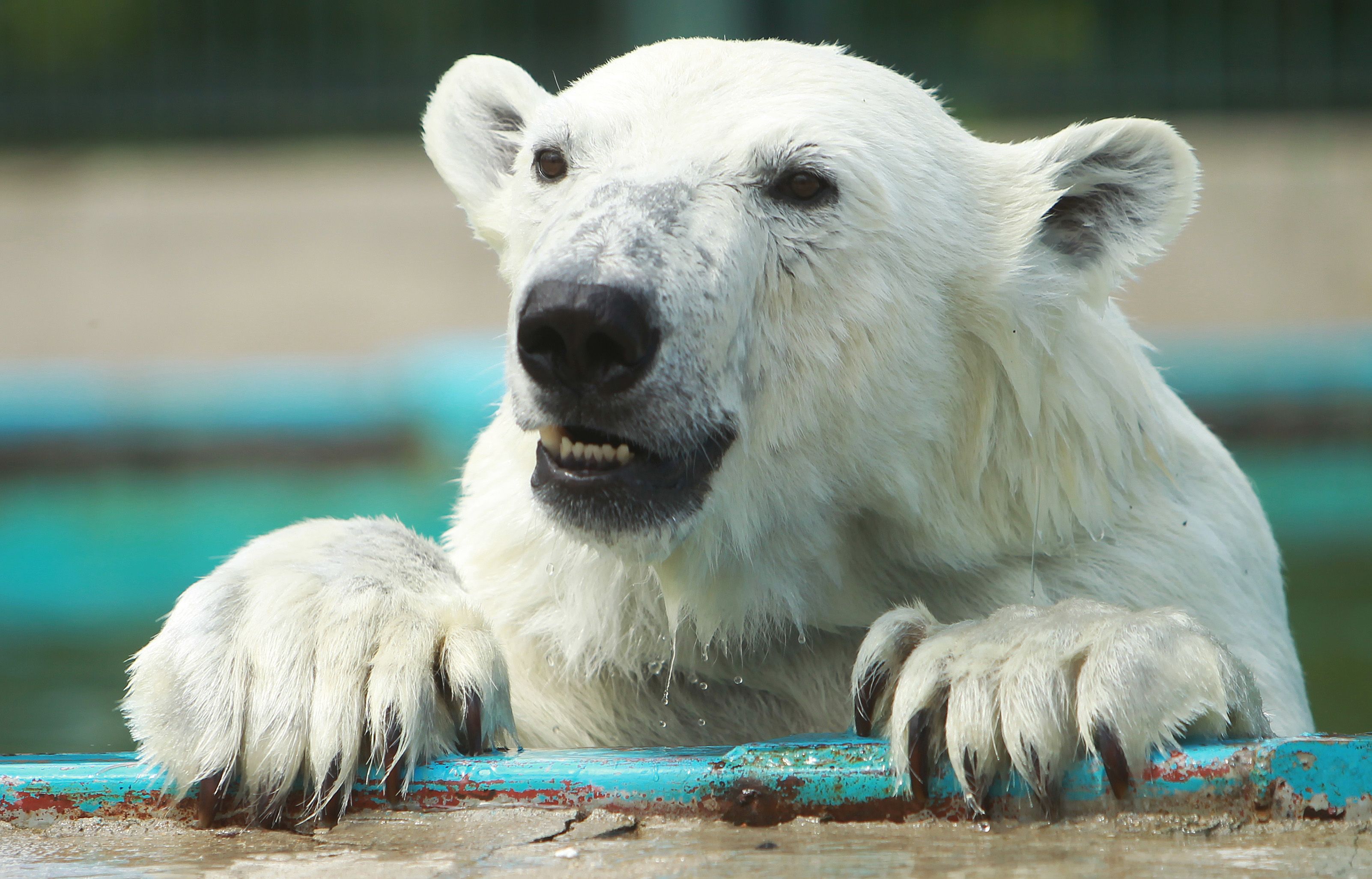 Белых медведей в Московском зоопарке накормили мороженым