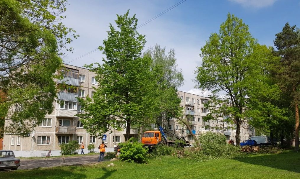 Сухостойные деревья уберут в Кленовском