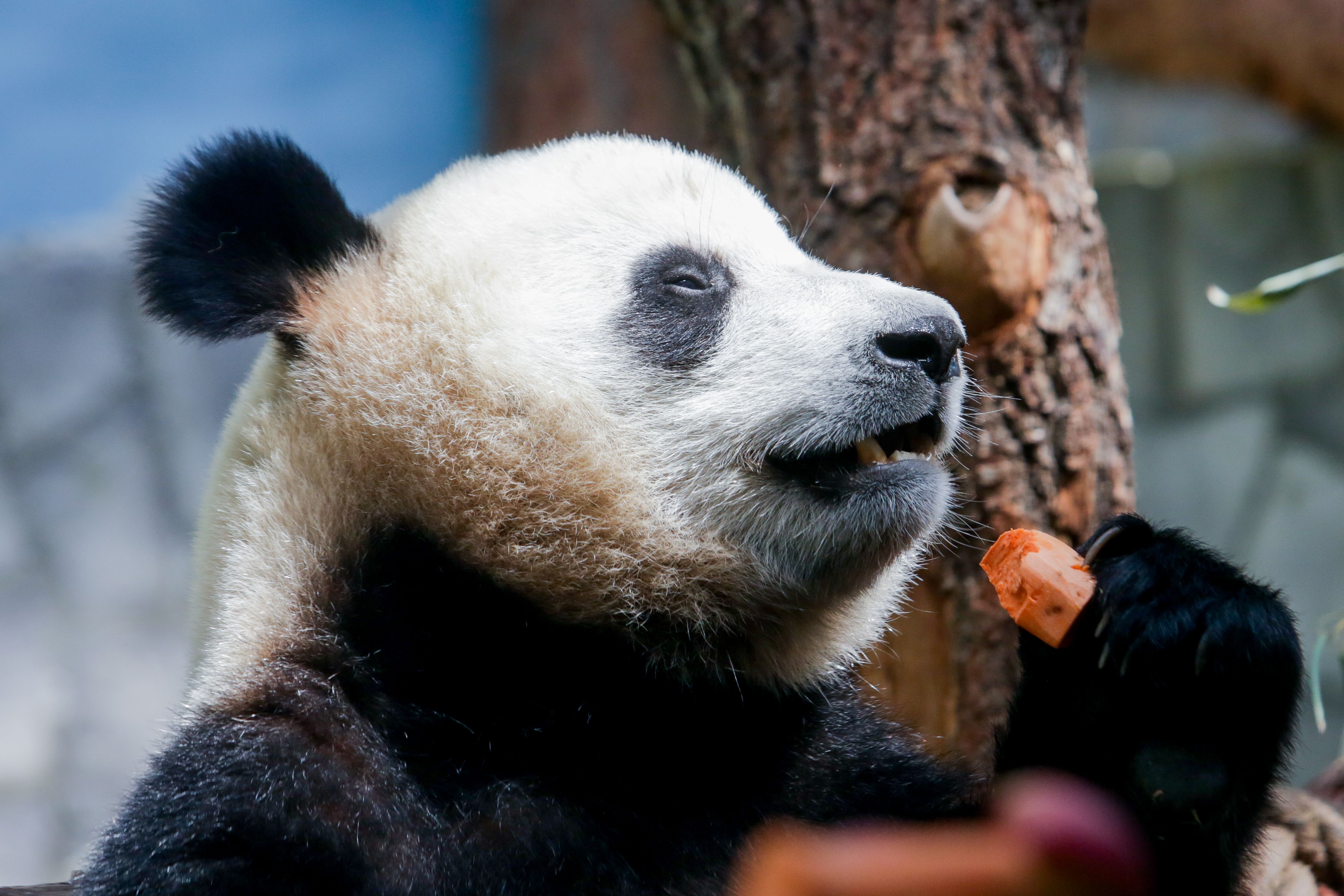 Московский зоопарк защитит панд от нашествия публики