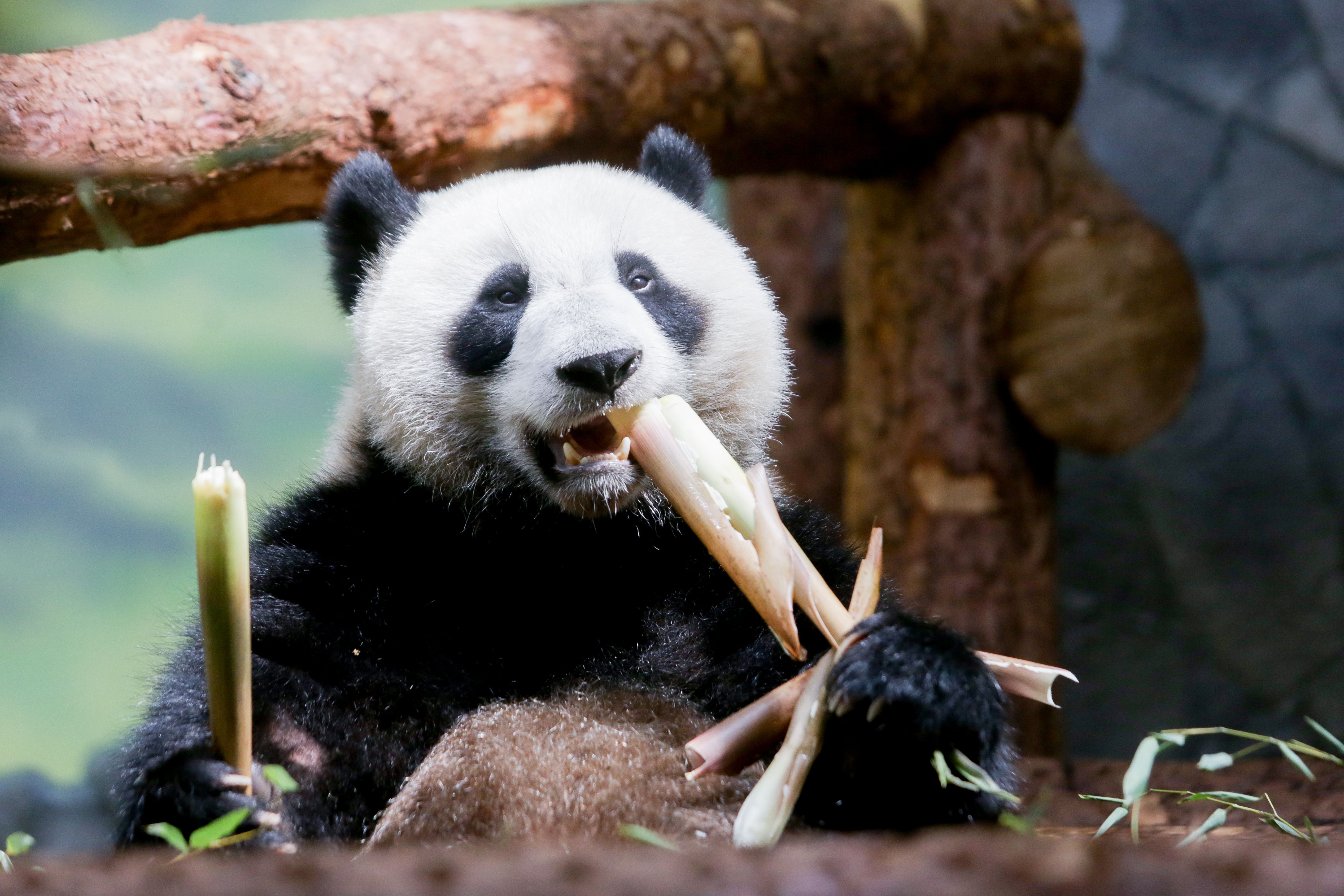 Зоопарк Москвы запустит видеотрансляцию из вольеров панд